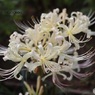 白花曼殊沙華