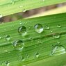 綺麗な雫のある葉（9月12日）
