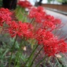 道沿いに咲く彼岸花