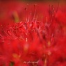 花燃ゆ