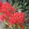 彼岸花