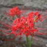 あちこちで彼岸花