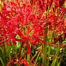曼珠沙華