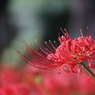 秋華　６