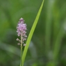 秋華　７