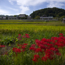 明日香村の彼岸花#1