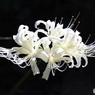 白花曼殊沙華