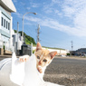 にゃんこ心と秋の空