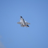 2025 三沢基地航空祭 F-35機動飛行（1回目） その1