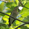 野鳥観察日記　コサメビタキ