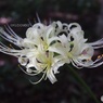 白花曼殊沙華
