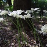 白花だけの場所