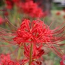 やっと見ごろの彼岸花