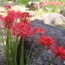 日本庭園の彼岸花
