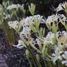 咲き始めた白花