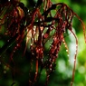雨情の華