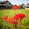 天界の花