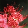 秋華　９