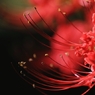 秋華　１０