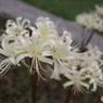 白花曼殊沙華