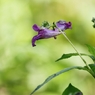 秋華　１３