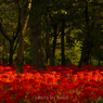 Le tapis rouge