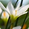 純白の愛