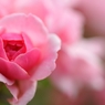 桃色吐息の花びら