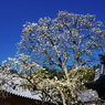 青空に　伸びをするよな　白木蓮