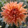 花弁踊るダリア