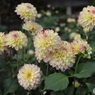 見ごろのダリア園