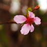 早春すぎ？(アーモンドの花)