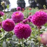 素敵なダリア園