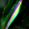 Metallic wood borerⅠ