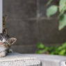 小首傾げて