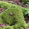 苔むす露出した木の根