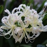白花曼殊沙華