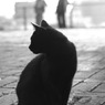 夕暮れの黒猫