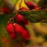 赤い枝豆、トキリマメ(吐切豆)