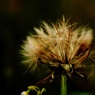 nostalgic wind