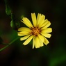 傾斜に咲く花　オオジシバリ