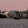 公園猫22