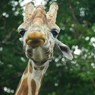 giraffe2