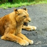 lion2