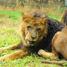 lion3