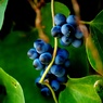 青い木の実。