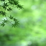 涼緑