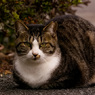ねこさん