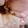 薔薇と人面蜘蛛
