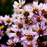シオンの花束